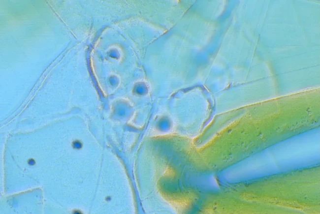 A tile of ground in false colour, pale blue and green, read off the national LiDAR: a group of small round rings, each dipped at its centre, and a curved enclosure sit inside a net of field banks, with a ridge running away to the lower right.